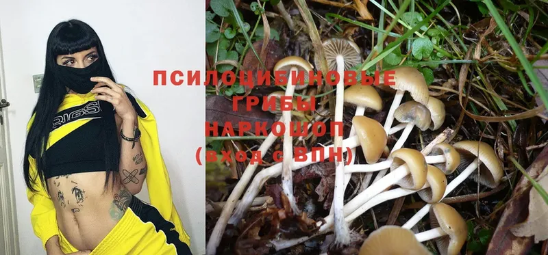 Галлюциногенные грибы Psilocybe  Николаевск-на-Амуре 